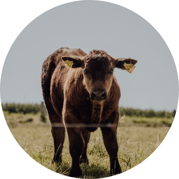 angusbeefkalletal-foto1