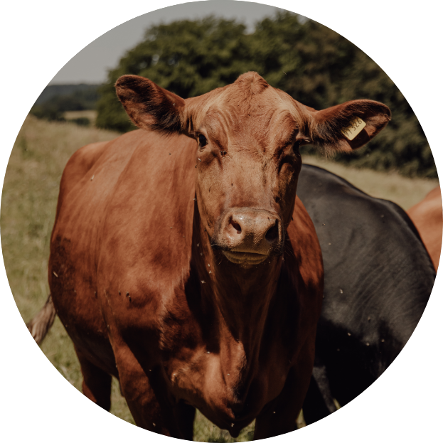 angusbeefkalletal-foto5